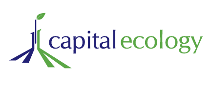 Capital Ecology