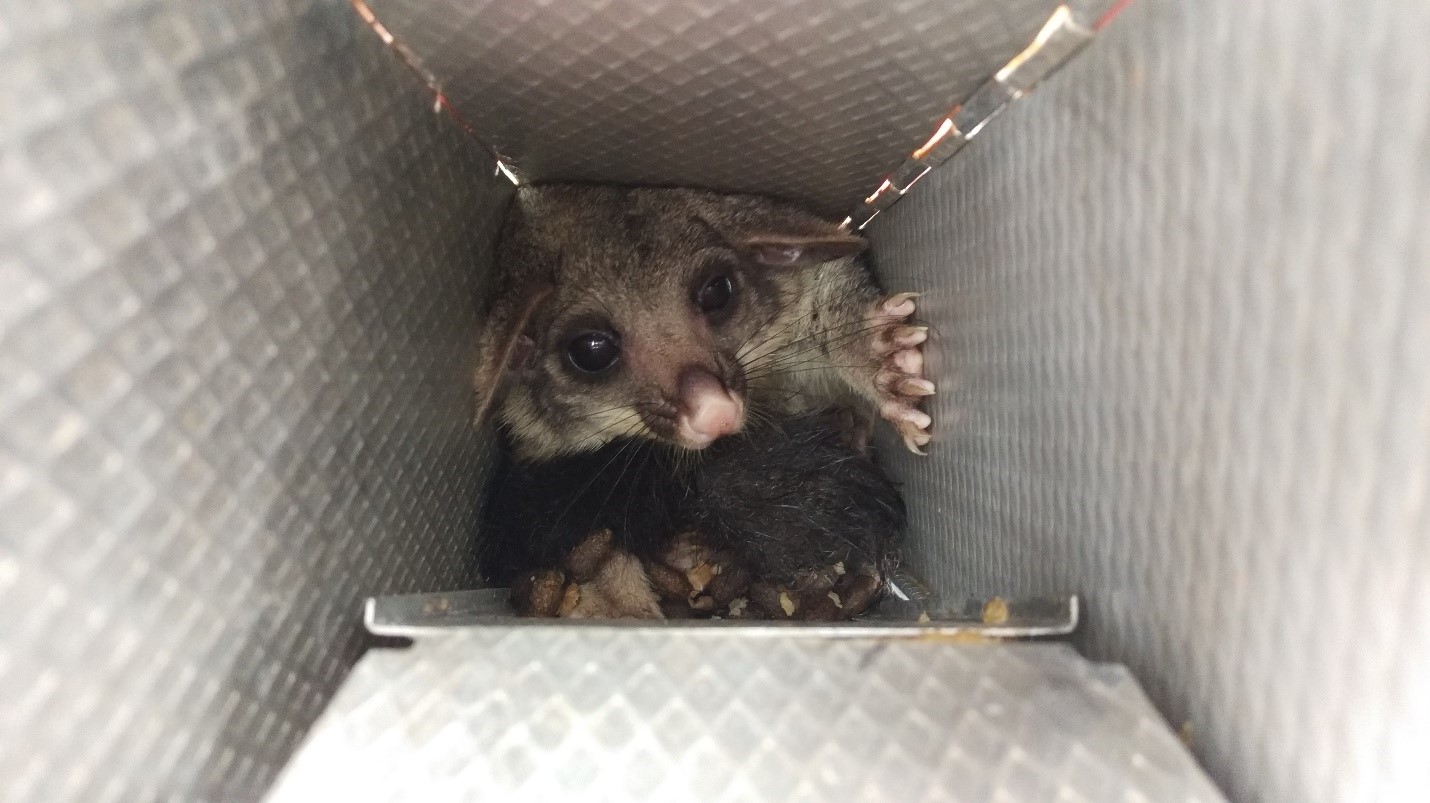 Yellowfooted Antechinus Study